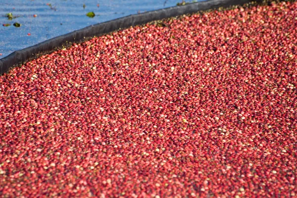 Rode cranberry geoogst — Stockfoto
