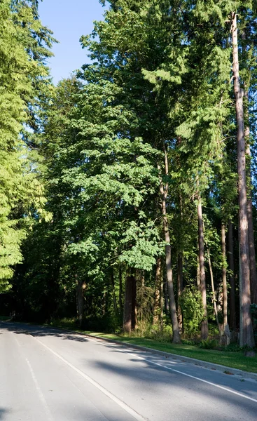 Estrada e floresta — Fotografia de Stock