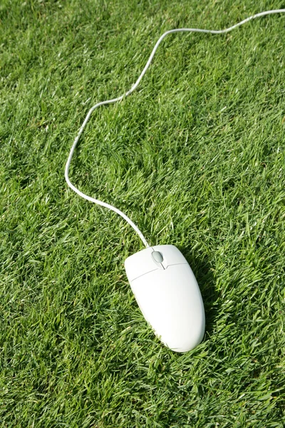 Computer Mouse — Stock Photo, Image