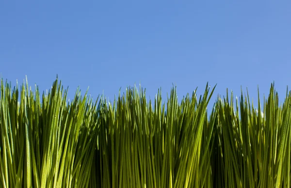 Zelená tráva a obloha — Stock fotografie