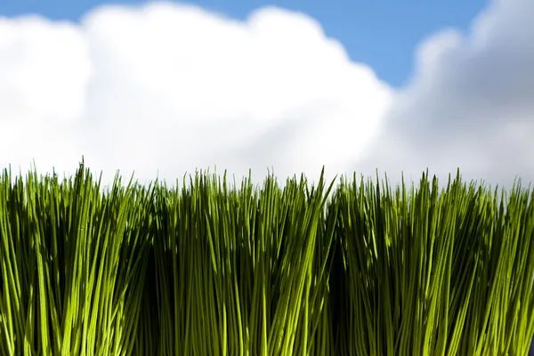 Groen gras en lucht — Stockfoto