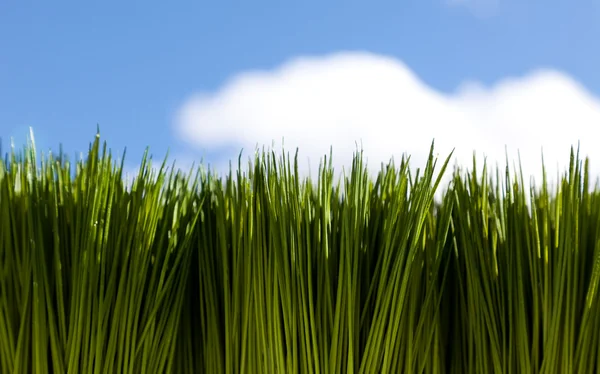 Зелена трава і небо — стокове фото