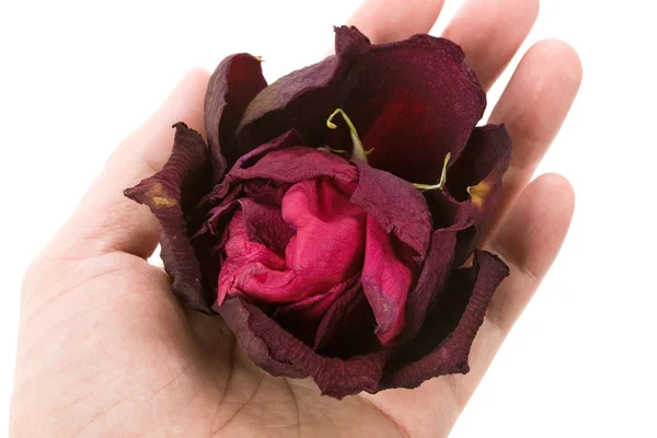 Dead rose — Stock Photo, Image