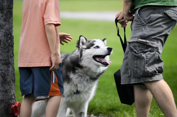 stock image Petting a Husky