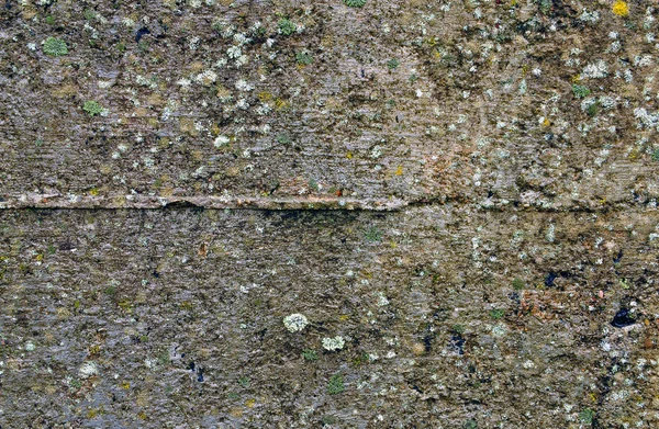 Стара мокра бетонна стіна з мохом — стокове фото