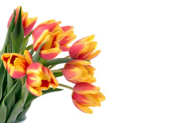 Colorful tulips clipart