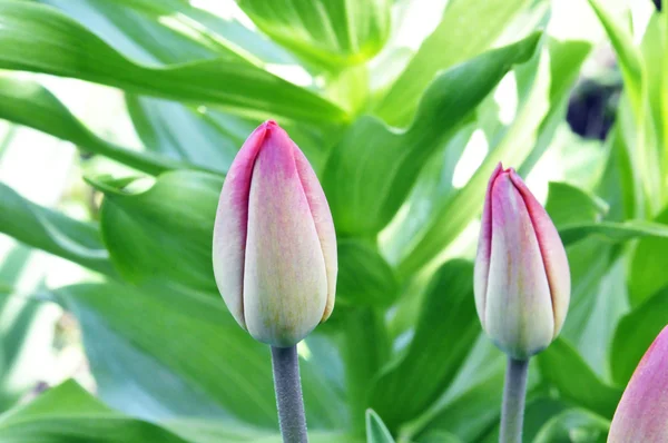 L весна тюльпани — стокове фото