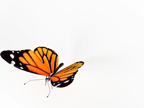 Mariposa sobre blanco — Foto de Stock