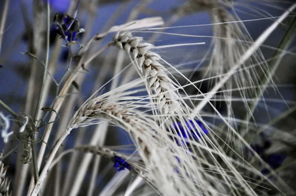 Stock image Ears of wheat in a field