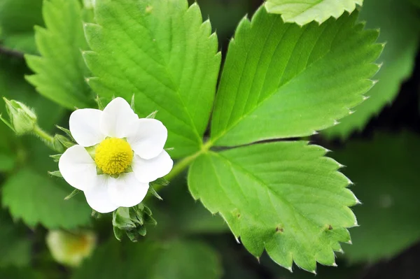 Strawberry blossoms on green leaves — Stock Photo, Image