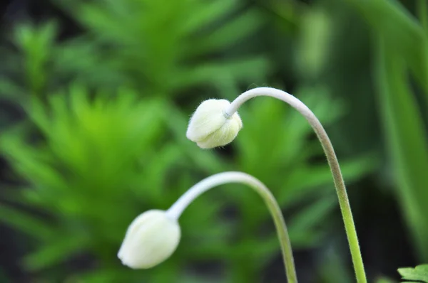 Два красивых белых цветка — стоковое фото