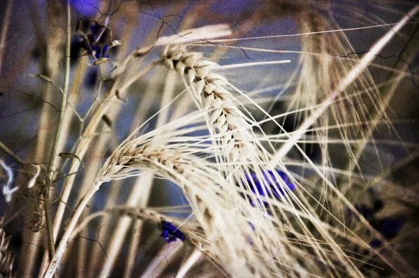 stock image Ears of wheat in a field