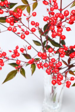 Nandina domestica