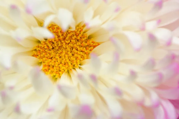 Chrysanthemum Flower — Stock Photo, Image