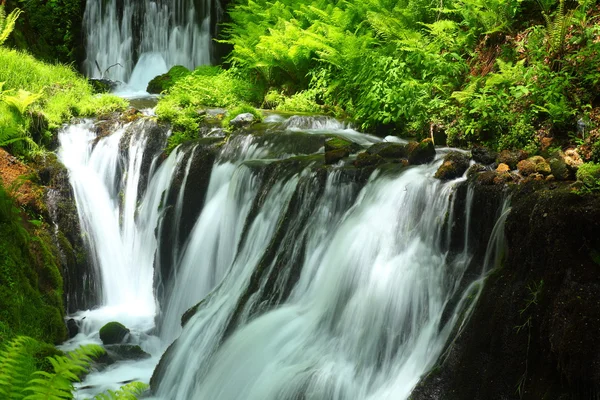 新鮮な緑と滝 — ストック写真