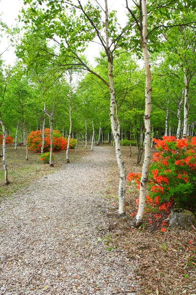 Stock image White birch and azalea bloom