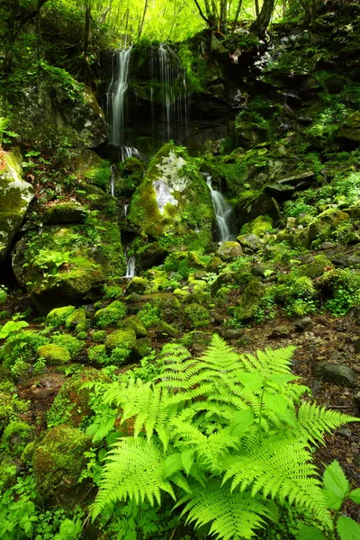 Waldwasserfall — Stockfoto