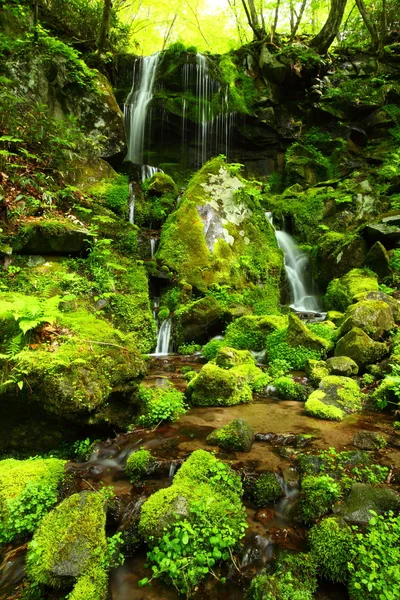 Forest waterfall — Stock Photo, Image