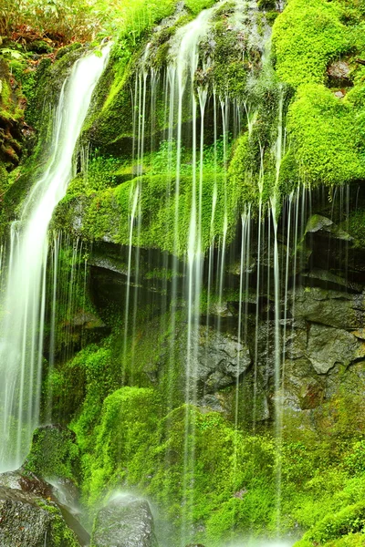 Orman Şelalesi — Stok fotoğraf