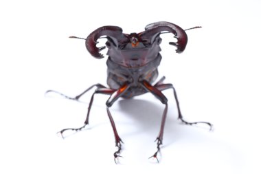 Stag beetle