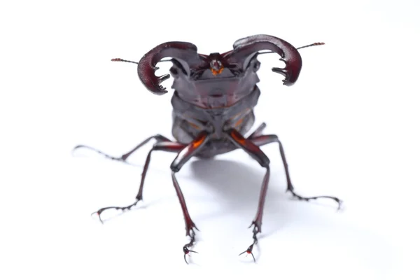 Stock image Stag beetle