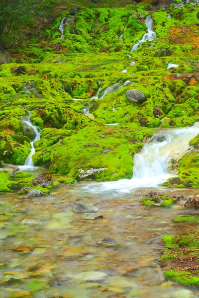 Зеленый мох с ручьем — стоковое фото