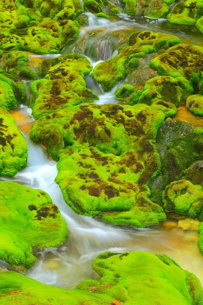물 흐름과 함께 녹색 이끼 — 스톡 사진