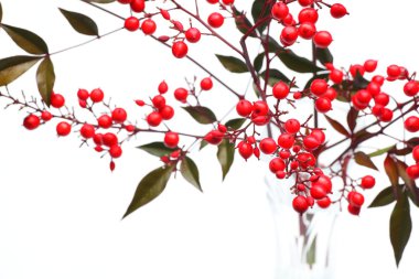 Nandina domestica