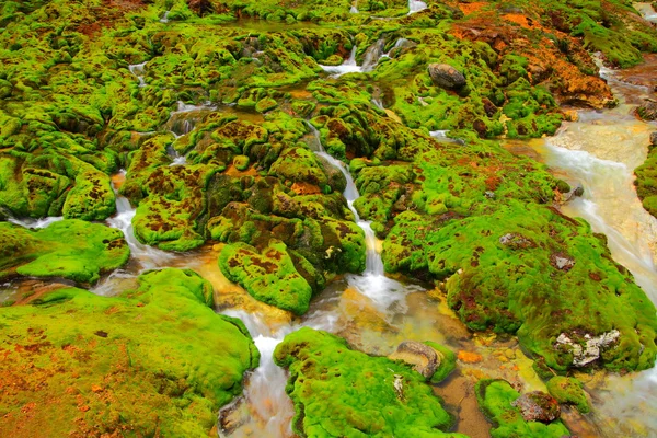 Zöld moha-víz patak — Stock Fotó
