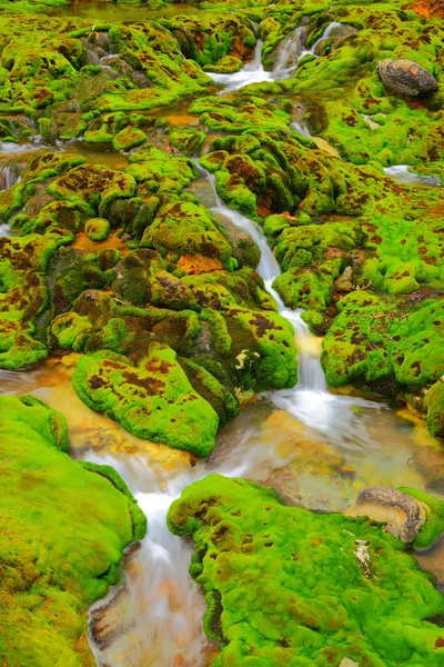 Musgo verde com fluxo de água — Fotografia de Stock