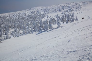 yumuşak in Rime ı, mt.zao, Japonya