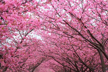 Sakura kemer