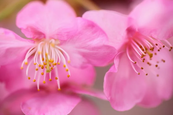 stock image Pink cherry blossom