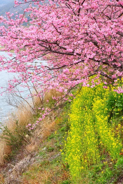 河津樱树在日本静冈 — 图库照片