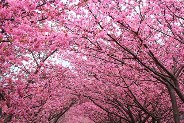 Sakura αψίδα — Φωτογραφία Αρχείου