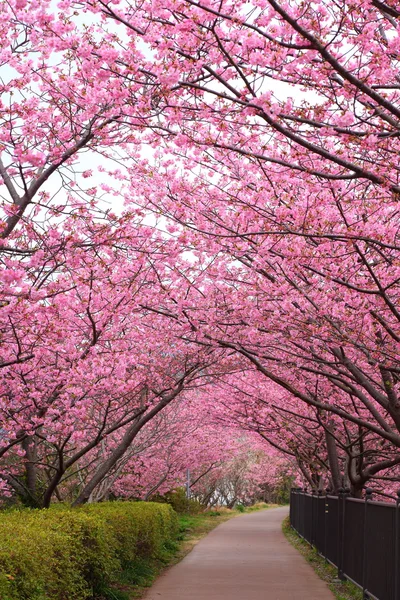Sakura ścieżka — Zdjęcie stockowe
