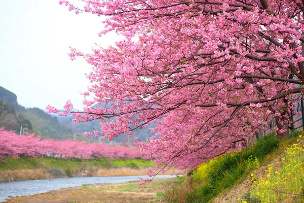 Кавадзу Вишневе дерево у Японії shizuoka Стокова Картинка