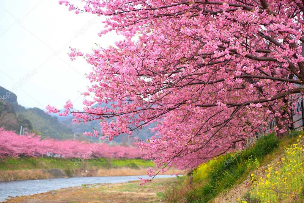 Kawazu cherry tree in shizuoka japan