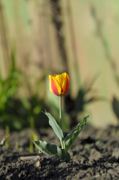 První Tulipán — Stock fotografie
