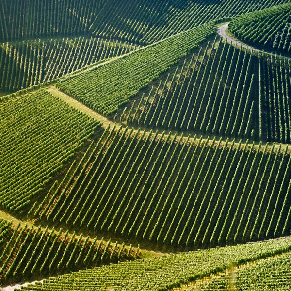 stock image Vineyard in summer