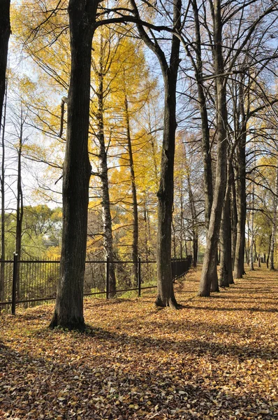 stock image Park of the linden trees in the autumn