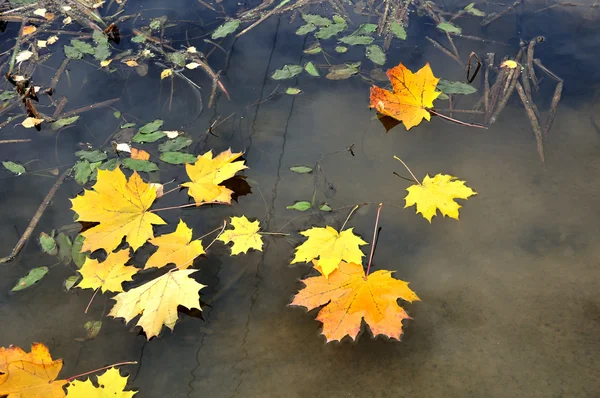 stock image Yellow maple leaves on the water