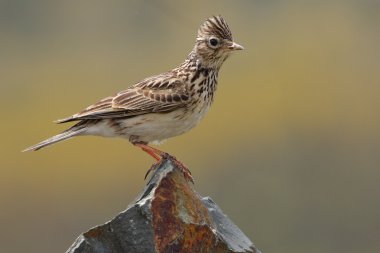 Skylark - Alauda arvensis clipart