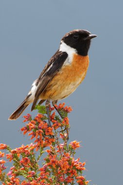 Stonechat - Saxicola torquata