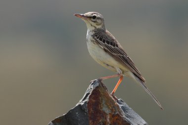 Tawny Pipit - Anthus campestris clipart