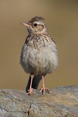 Woodlark - Lullula arborea clipart