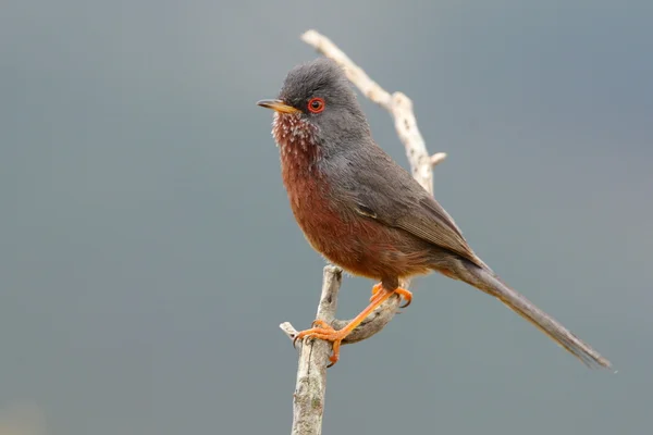 stock image Dartford Warbler - Sylvia undata