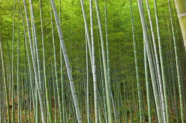 stock image Bamboo forest