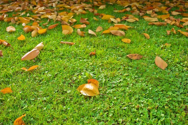 Winter leaves falling — Stock Photo, Image