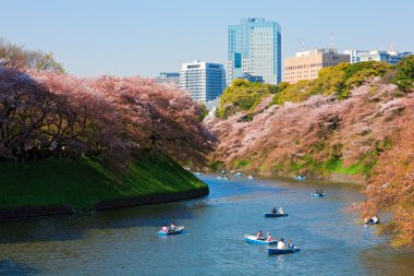 Hanami kitanomaru koen içinde